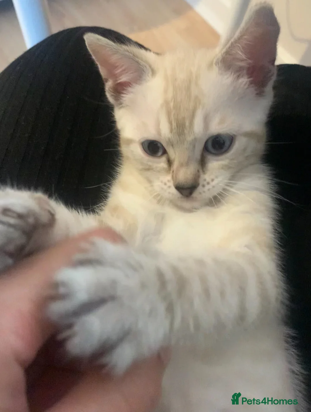 Bengal cats for sale: 🔥🏆Bengal Rossetted Tica Pedigree Leapords🏆🔥 - Advert 5