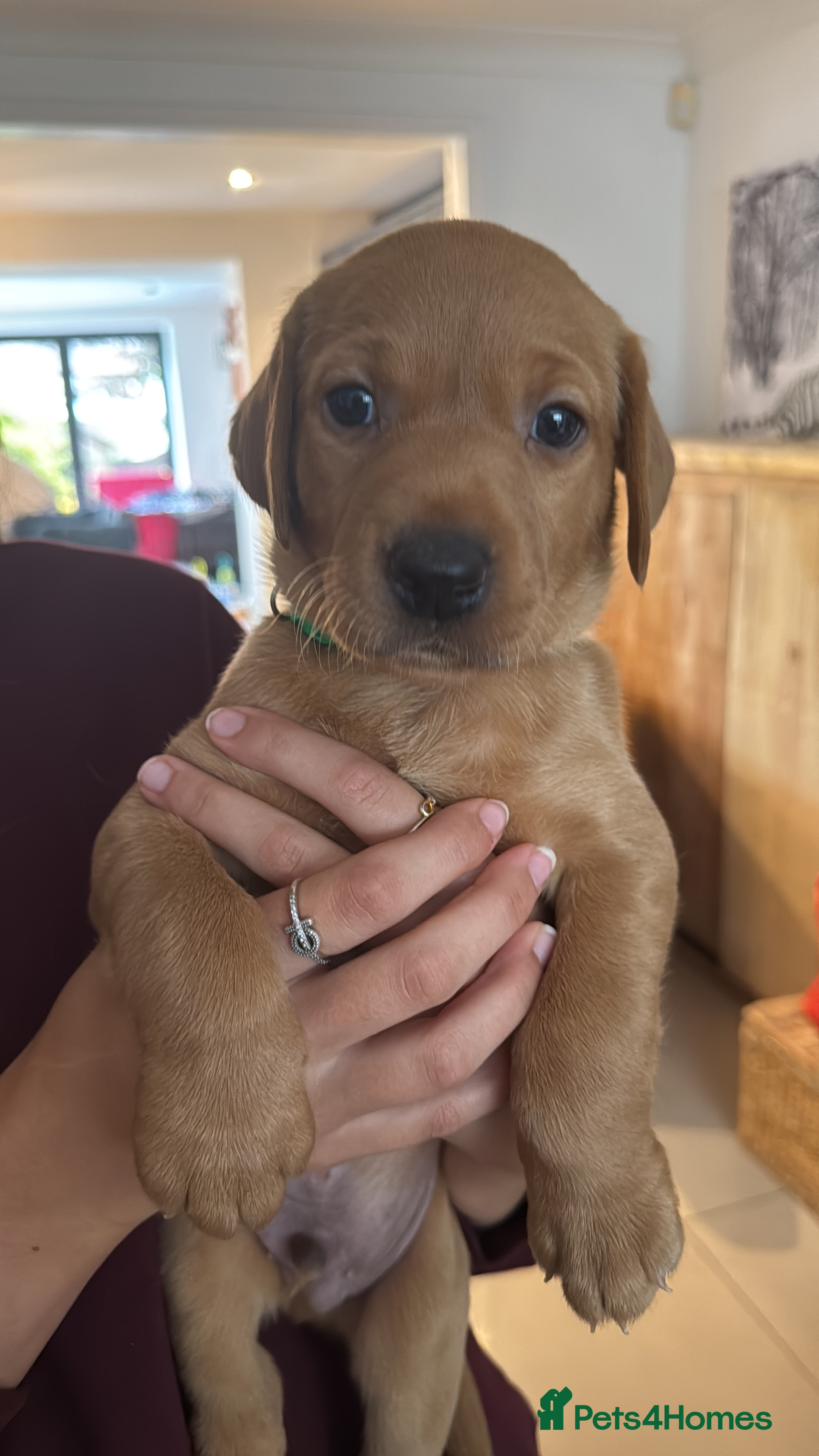 Labrador Retriever dogs Exceptional litter of Labrador puppies  - Advert 2