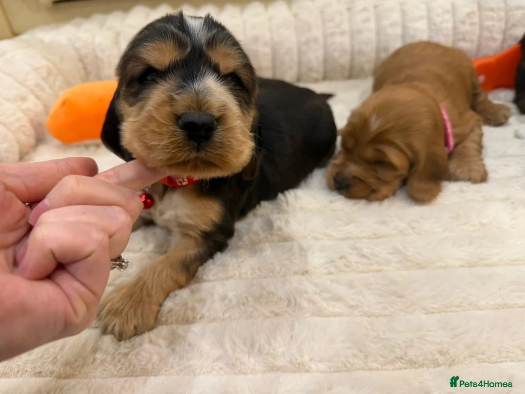 Cocker Spaniel dogs for sale: ⭐️ Show Type Cocker Spaniel Puppies ⭐️ - Advert 7