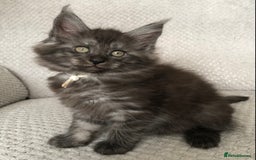Maine Coon cats for sale: MaineCoon Kittens Black Smoke 1 Boy & 2 Girls - Image 39