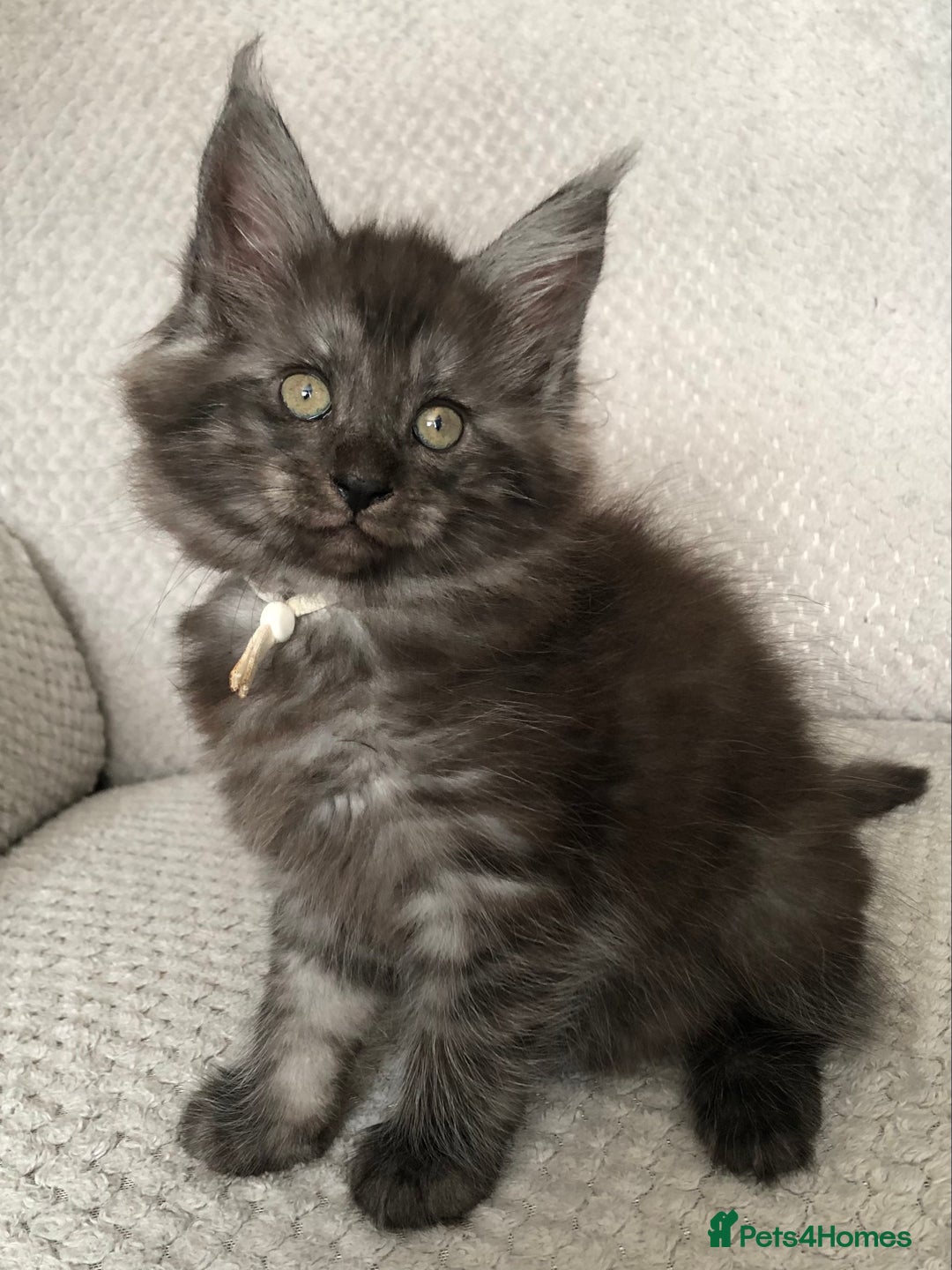 Maine Coon cats for sale: MaineCoon Kittens Black Smoke 1 Boy & 2 Girls - Image 39