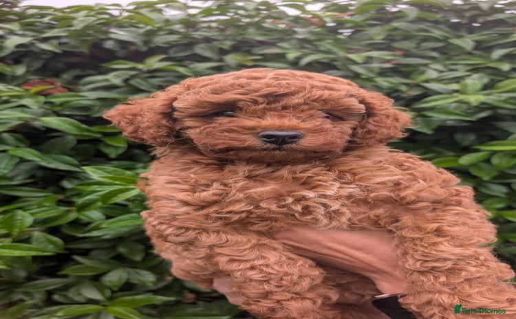 Cavapoo dogs - Advert 2