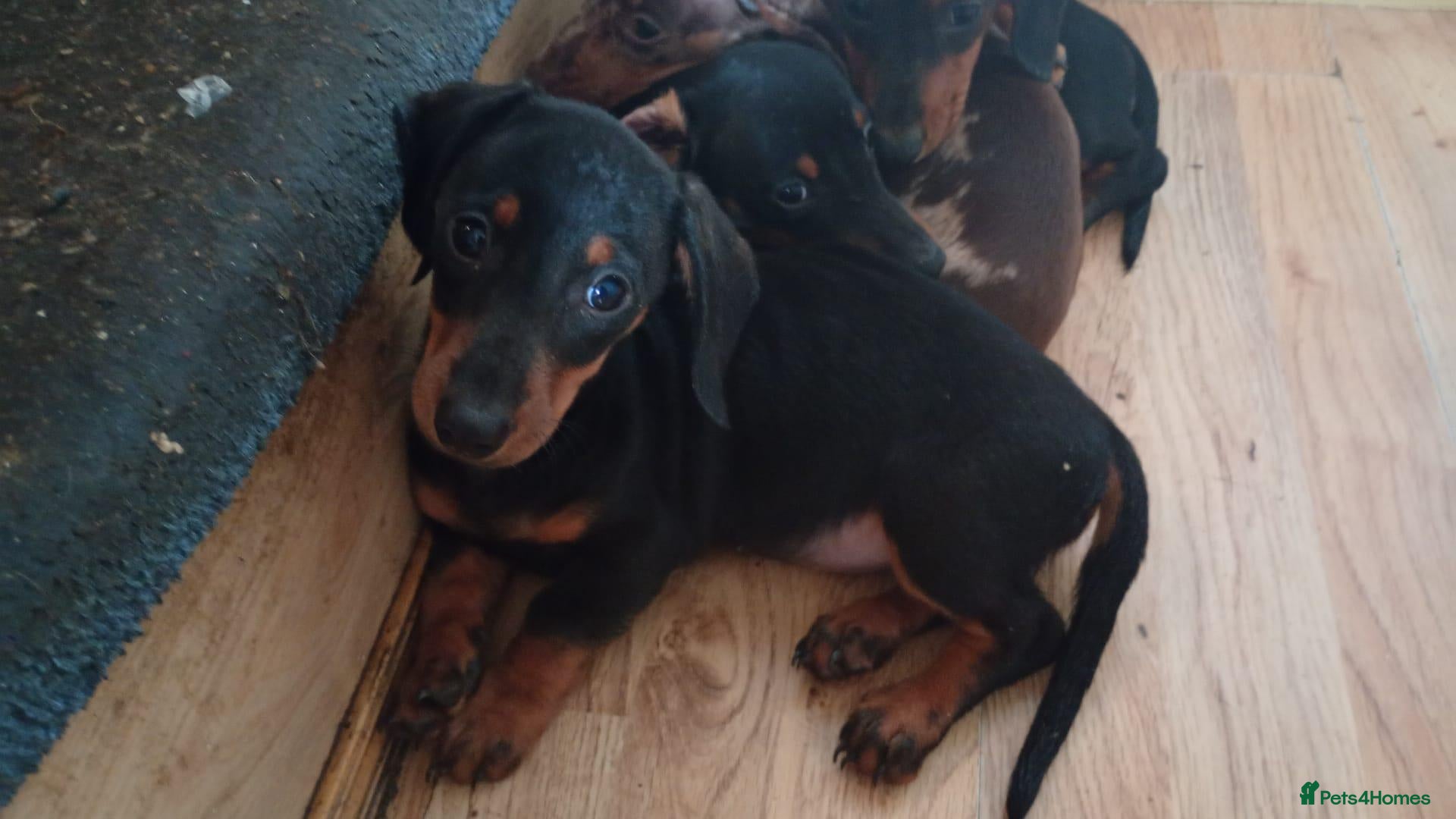 Dachshund dogs for sale: Dachshund puppies - Advert 2