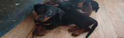 Dachshund dogs for sale: Dachshund puppies in Omagh - Advert 1