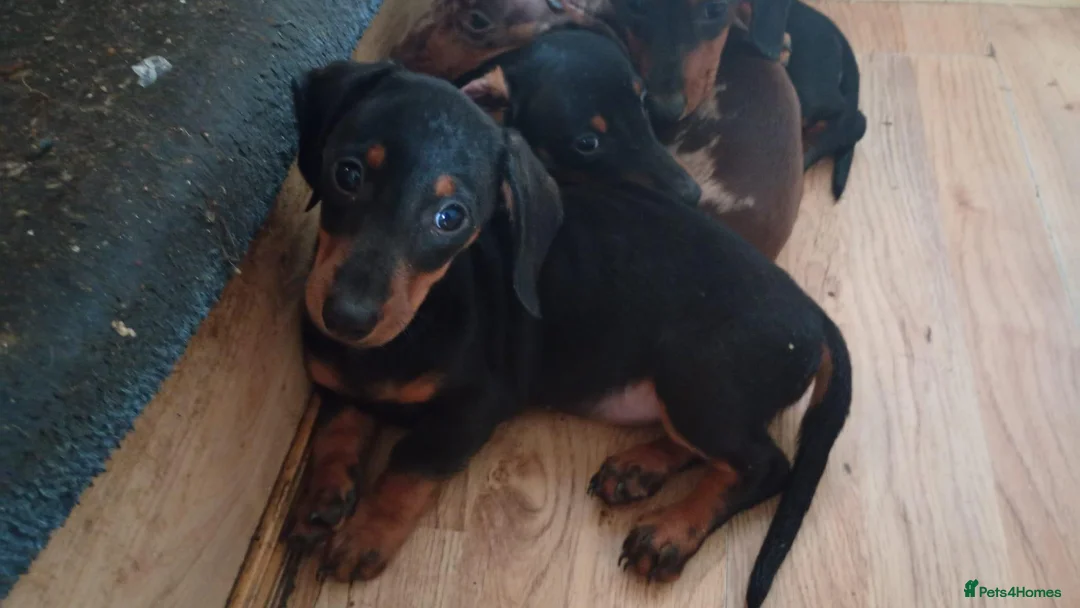 Dachshund dogs for sale: Dachshund puppies in Omagh - Advert 1