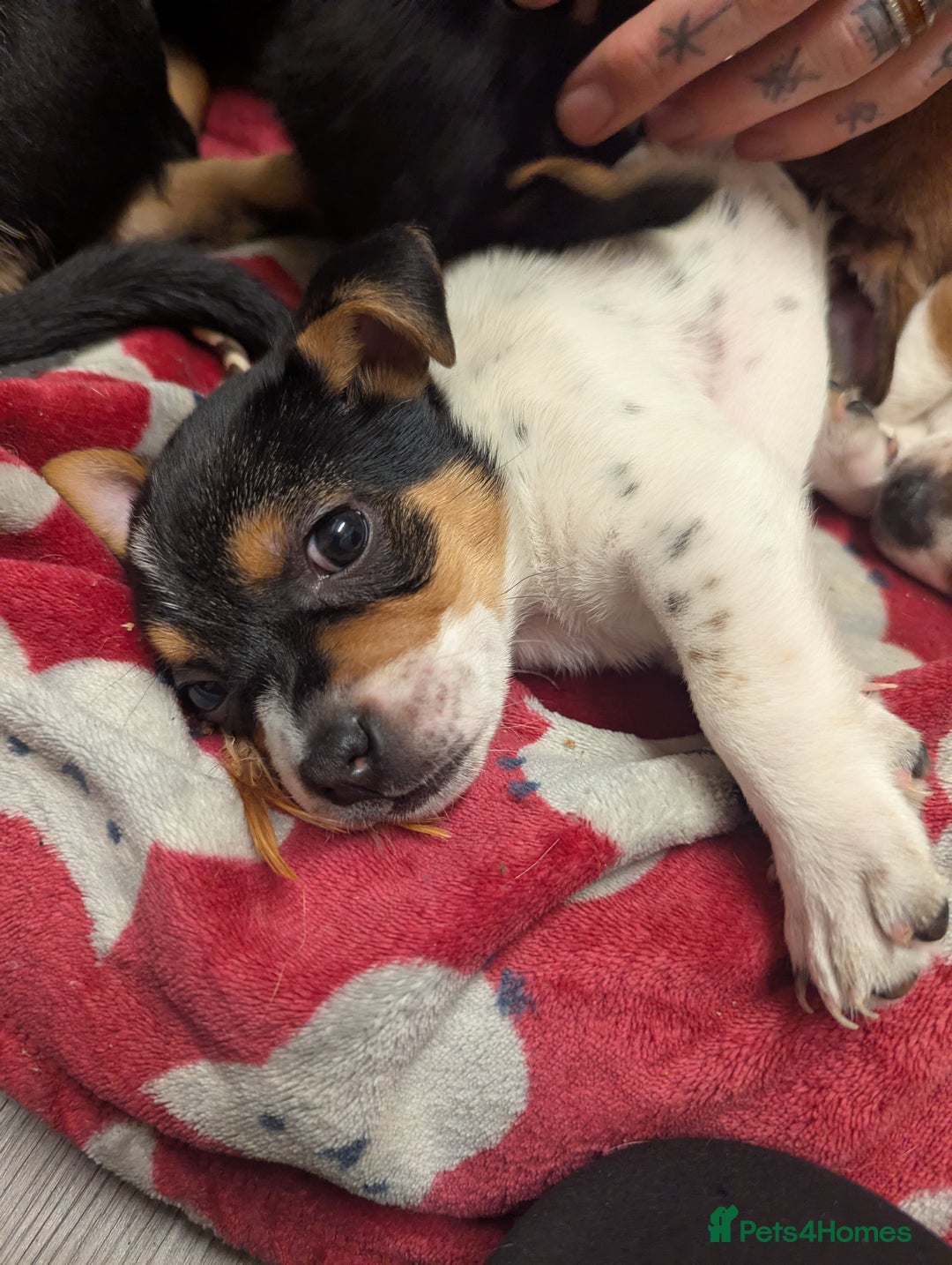 Mixed Breed dogs for sale: German shepherd and jug mixed puppies - Advert 3