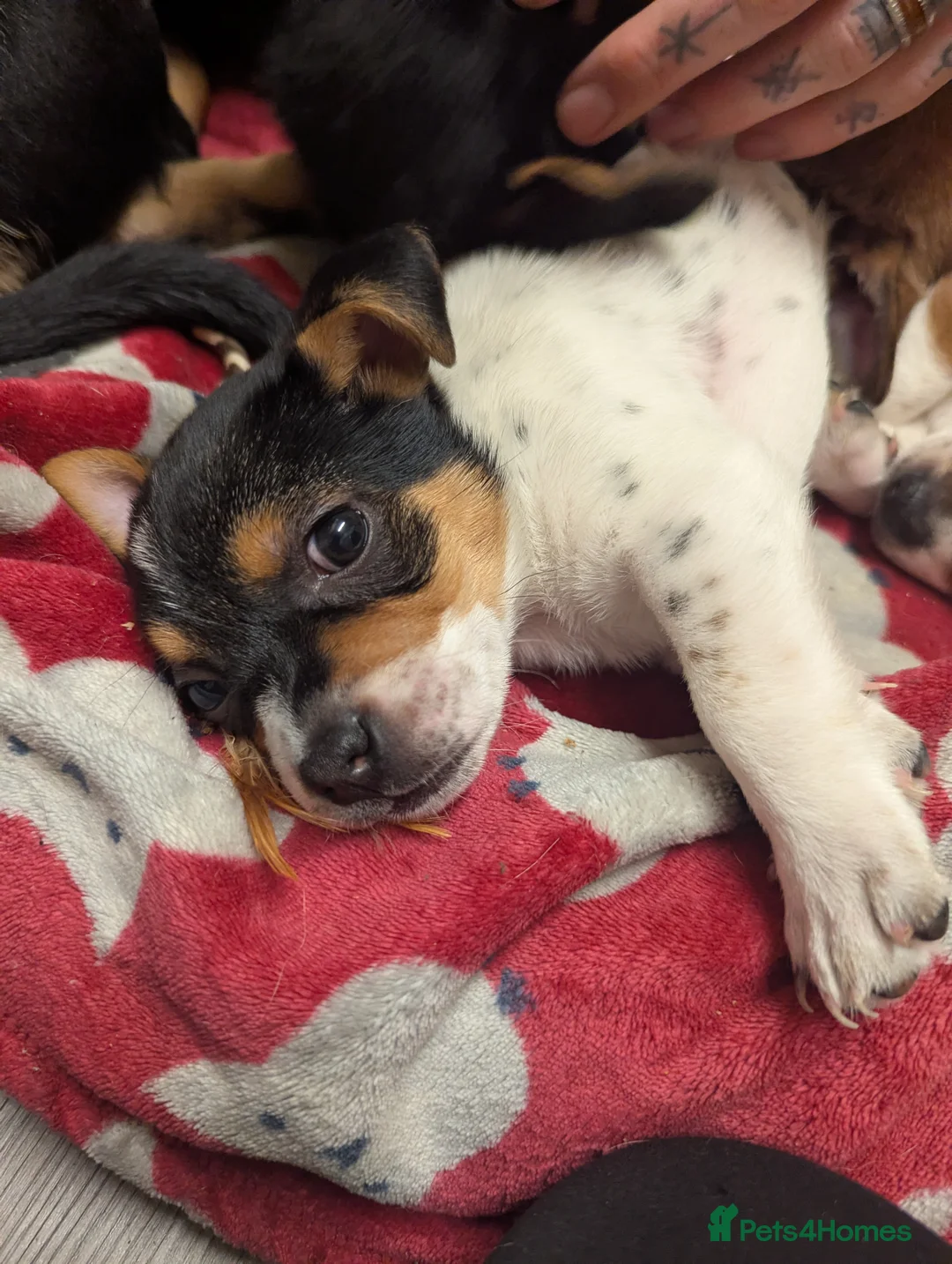 Mixed Breed dogs for sale: German shepherd and jug mixed puppies - Advert 3