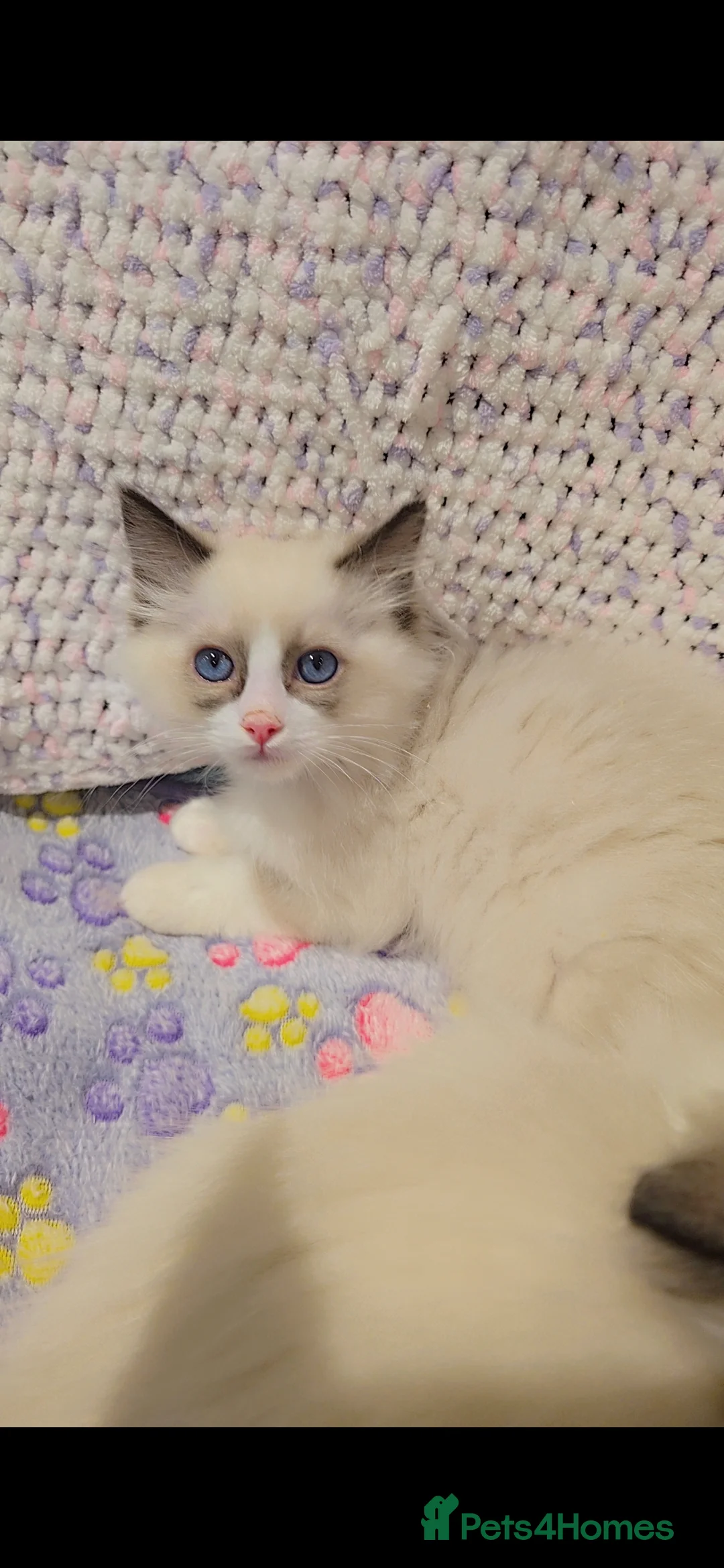 Ragdoll cats for sale: TICA REGISTERED KITTENS/Active - Advert 25