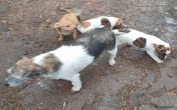 Jack Russell dogs for sale: Adorable Jack Russel Puppies  - Image 3