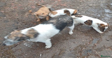 Jack Russell dogs - Advert 4