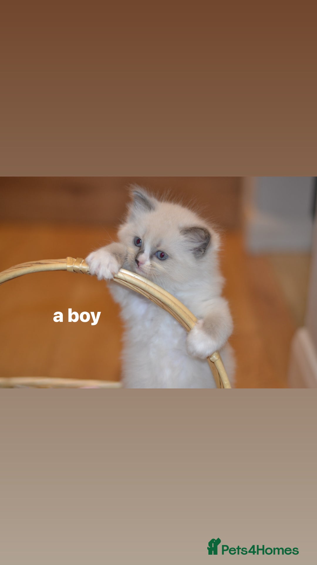 Ragdoll cats for sale: Champion Lines Beautiful Ragdoll Kittens  - Advert 3