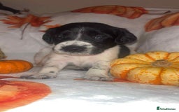 Mixed Breed dogs for sale: Springer cross puppies  - Image 7