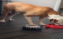 American Bulldog dogs for sale: American bulldog puppies  - Image 2