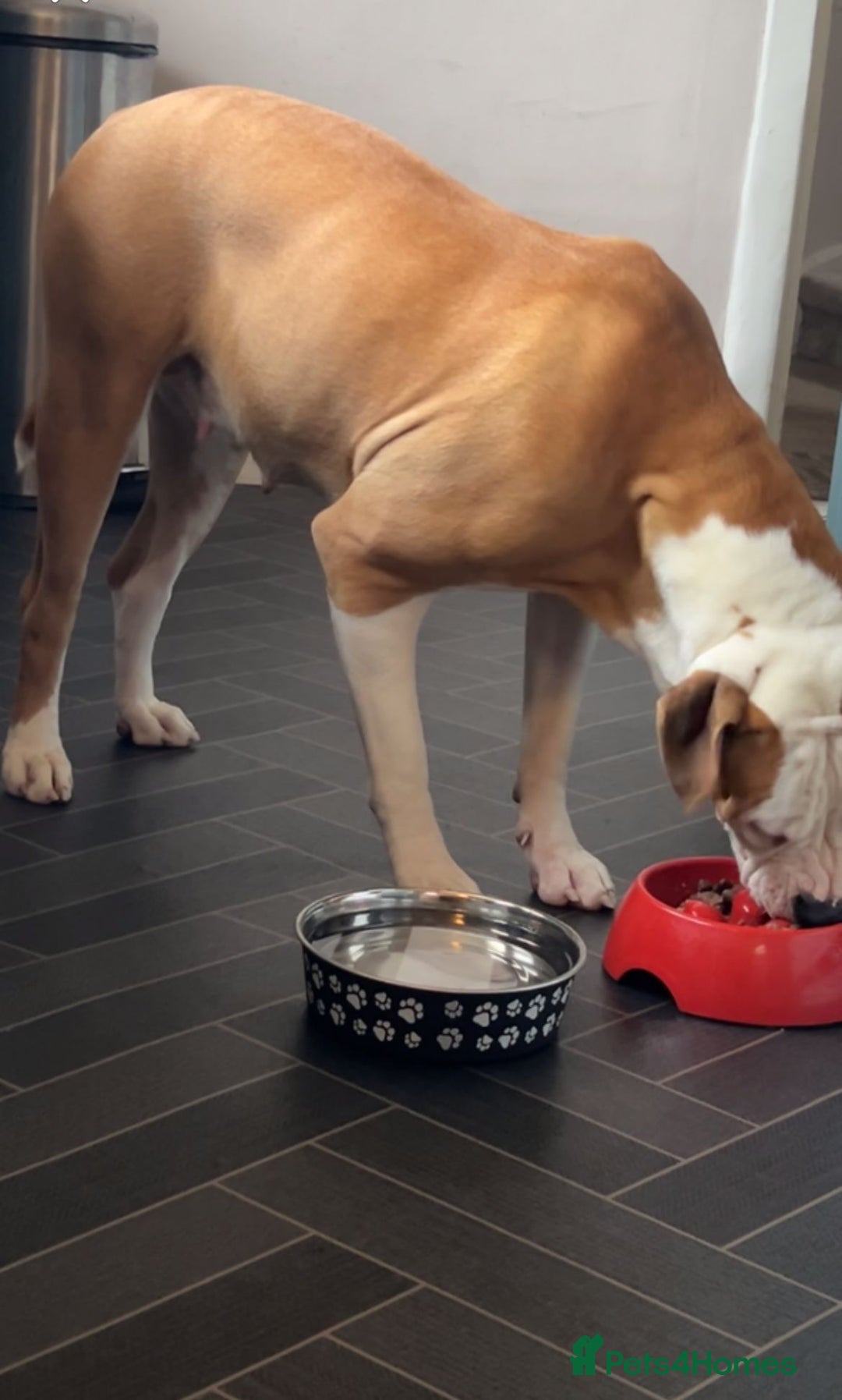 American Bulldog dogs for sale: American bulldog puppies  - Image 2