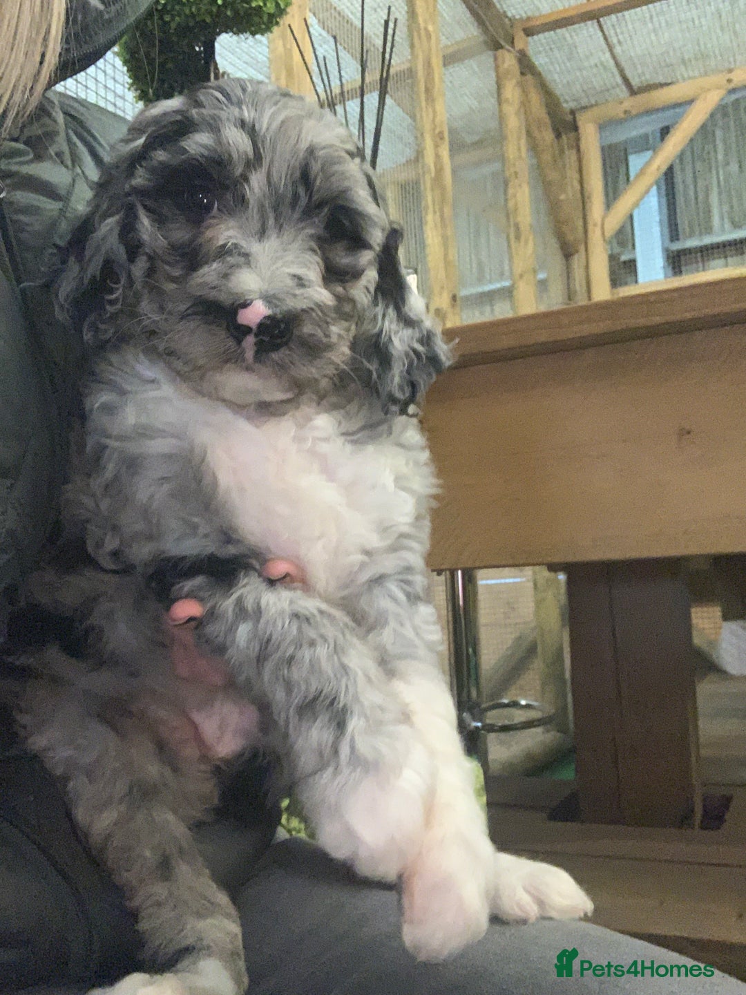 Bernedoodle dogs for sale: F1b Standard Bernedoodle  - Advert 23