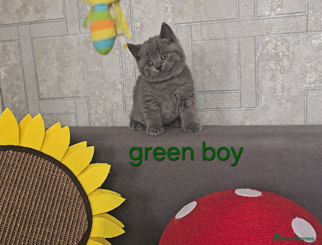 British Shorthair cats for sale: British Blue Shorthair kittens, GCCF pedigree - Image 29