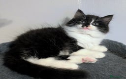 Mixed Breed cats for sale: Maine coon cross kittens ready now 🩵 - Image 5