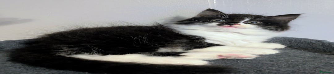Mixed Breed Kitten 1