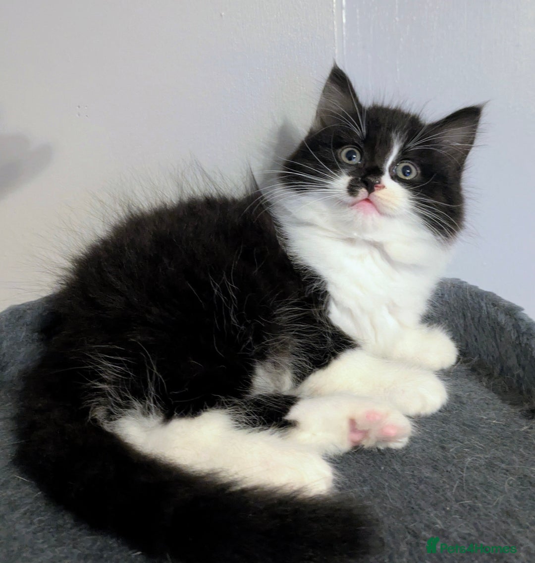 Mixed Breed cats for sale: Maine coon cross kittens ready now 🩵 - Image 5