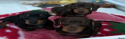 Miniature Dachshund dogs for sale: Gorgeous KC registered Miniature Dachshunds   - Advert 6
