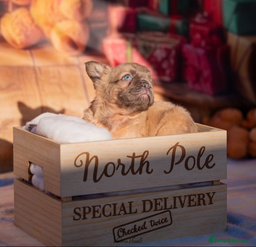 French Bulldog dogs for sale: Adorable fluffy frenchies ready for loving homes - Advert 1