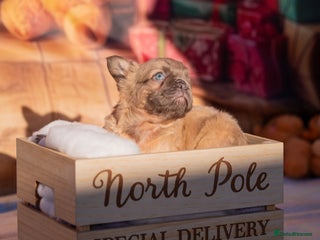 French Bulldog dogs Adorable fluffy frenchies ready for loving homes - Advert 5