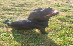 Staffordshire Bull Terrier dogs for stud: Lovely black staff for stud k.c reg - Image 2