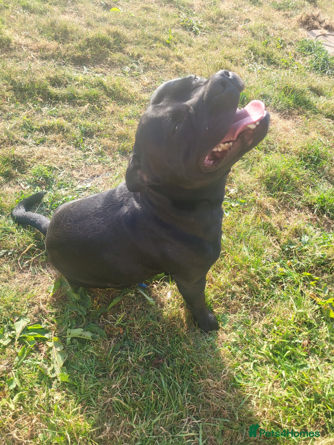 Staffordshire Bull Terrier dogs for stud: Lovely black staff for stud k.c reg - Image 2
