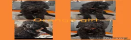 Labradoodle dogs for sale: Ready now rare silver f1bb standard labradoodles  - Advert 14
