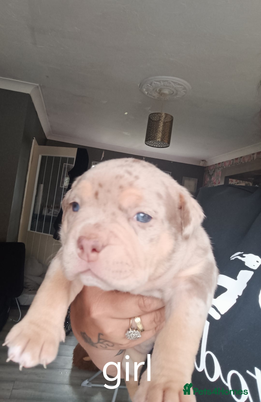 American Bully dogs for sale: American pocket bully ready to go - Image 1