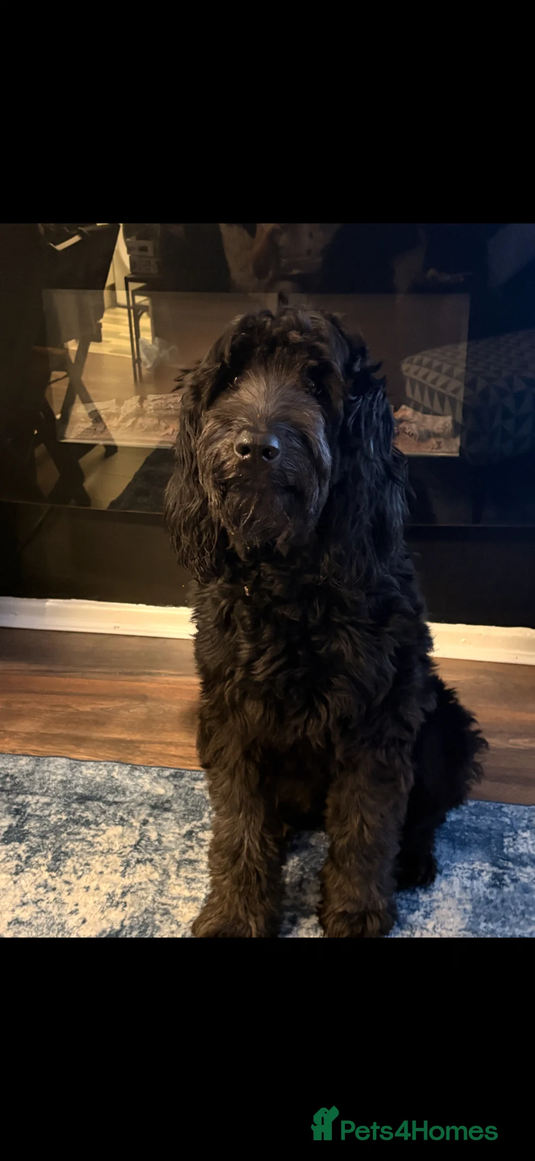 Mini Goldendoodle dogs for sale: Mini Goldendoodles from Therapy dog mom - Advert 35
