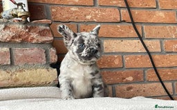 French Bulldog dogs for sale: Fluffy French Bulldog Puppies  - Image 2