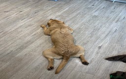 Labrador Retriever dogs for sale: My Boy Lenny - Labrador  - Image 23
