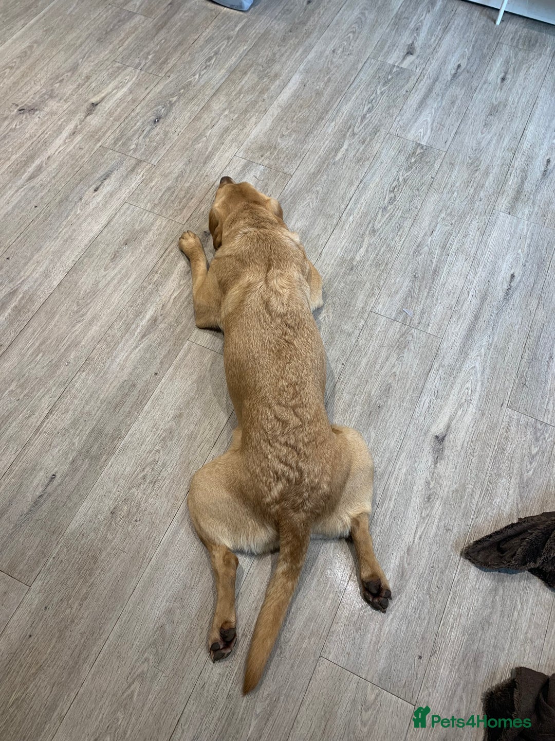 Labrador Retriever dogs for sale: My Boy Lenny - Labrador  - Image 23