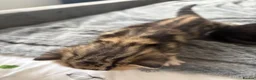 Mixed Breed cats for sale: 8 beautiful kittens for sale❤️ - Advert 22