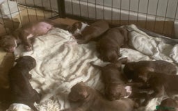 American Bully dogs for sale: Bully puppy’s   - Image 4