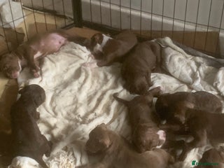 American Bully Puppy 2