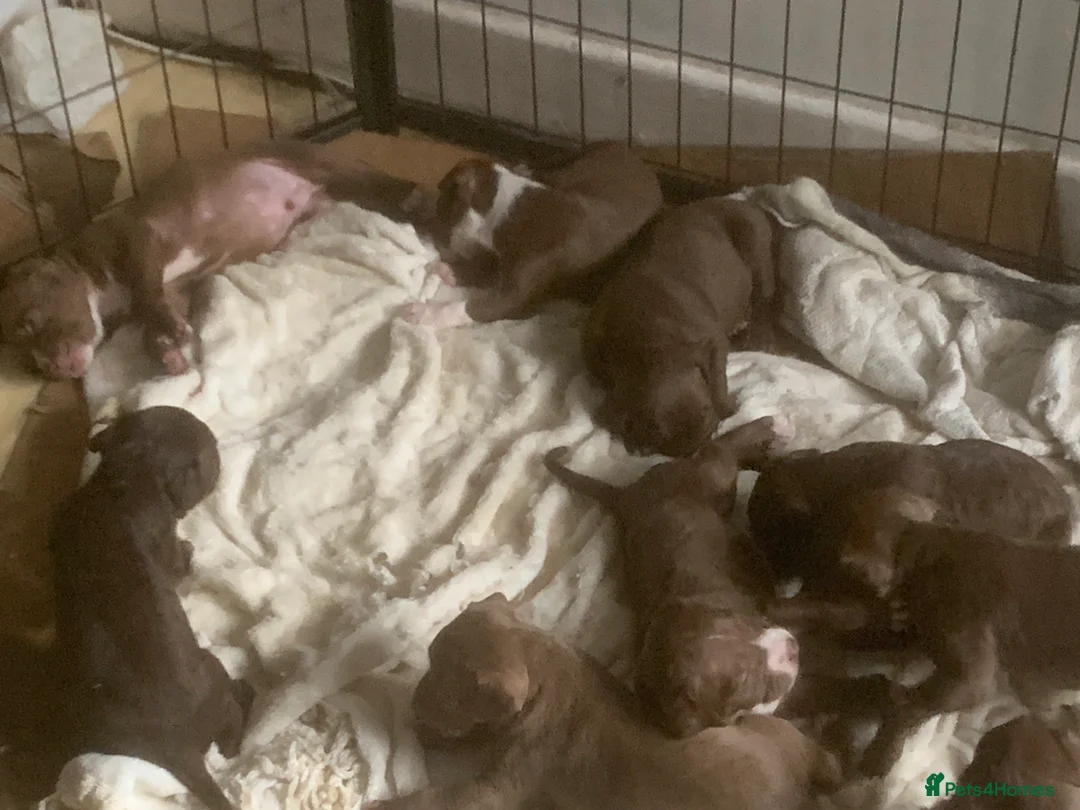 American Bully dogs for sale: Bully puppy’s   - Advert 4