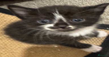 Mixed Breed cats - Advert 16