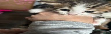 Bengal Kitten 2