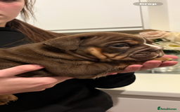 English Bulldog dogs for sale: Stunning KC registered English Bulldogs 4 left - Image 9