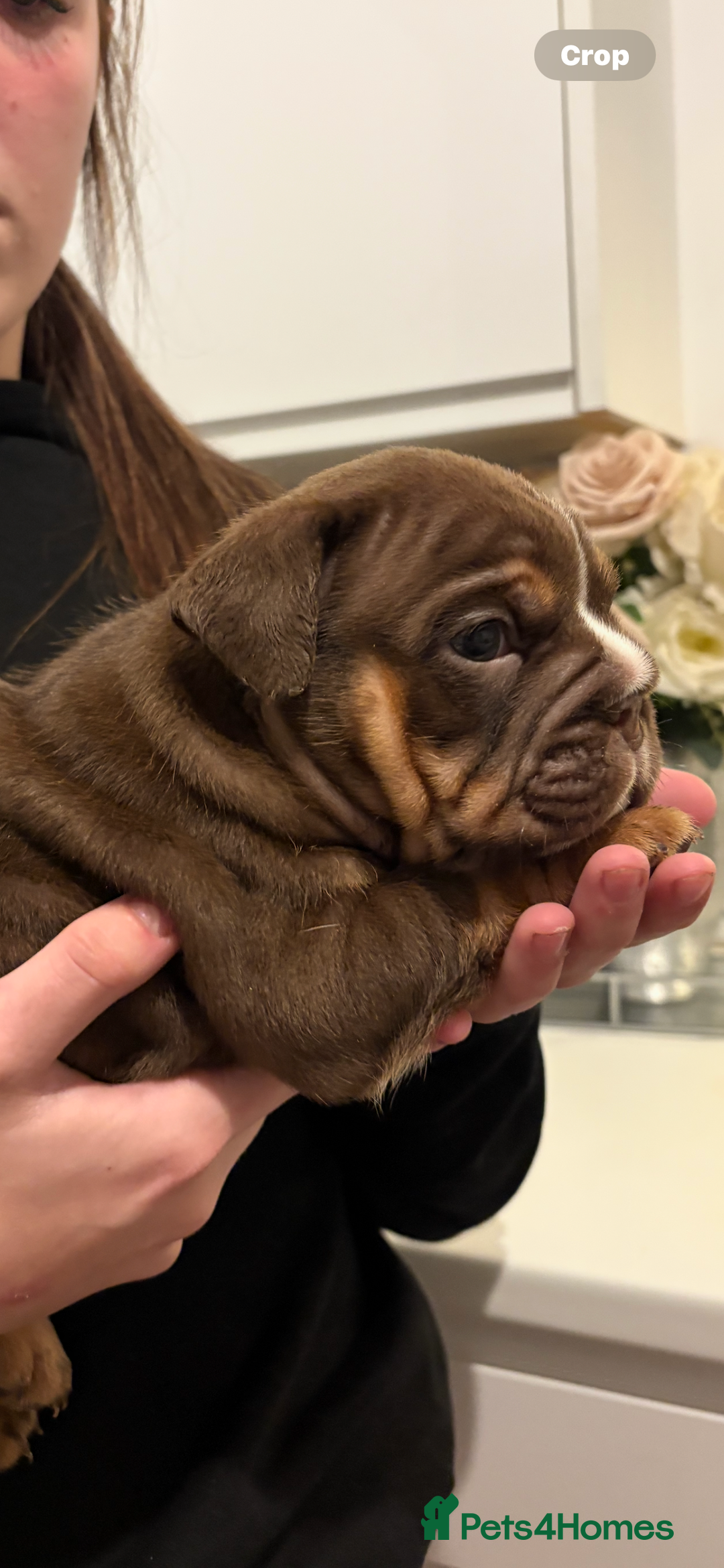 English Bulldog dogs for sale: Stunning KC registered English Bulldogs 4 left - Image 9