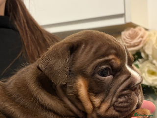 English Bulldog dogs - Advert 14