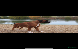 Boxer dogs for sale: KC Reg Female Ready for her new home - Image 5