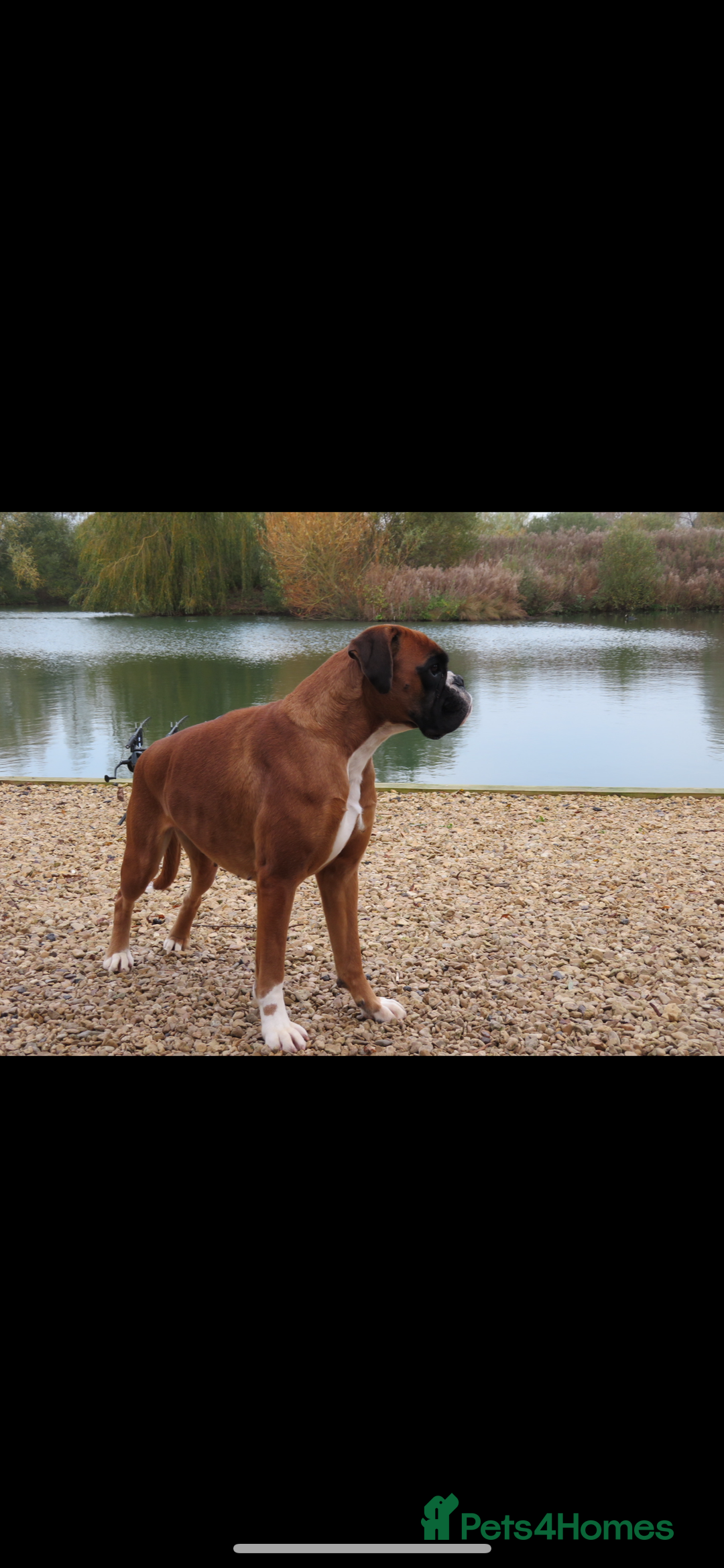 Boxer dogs for sale: KC Reg Female Ready for her new home - Image 5