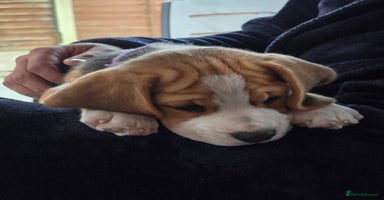 Beagle dogs in Warrington - Advert 4
