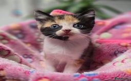 Mixed Breed cats for sale: 5 mixed kittens for sale! - Image 6