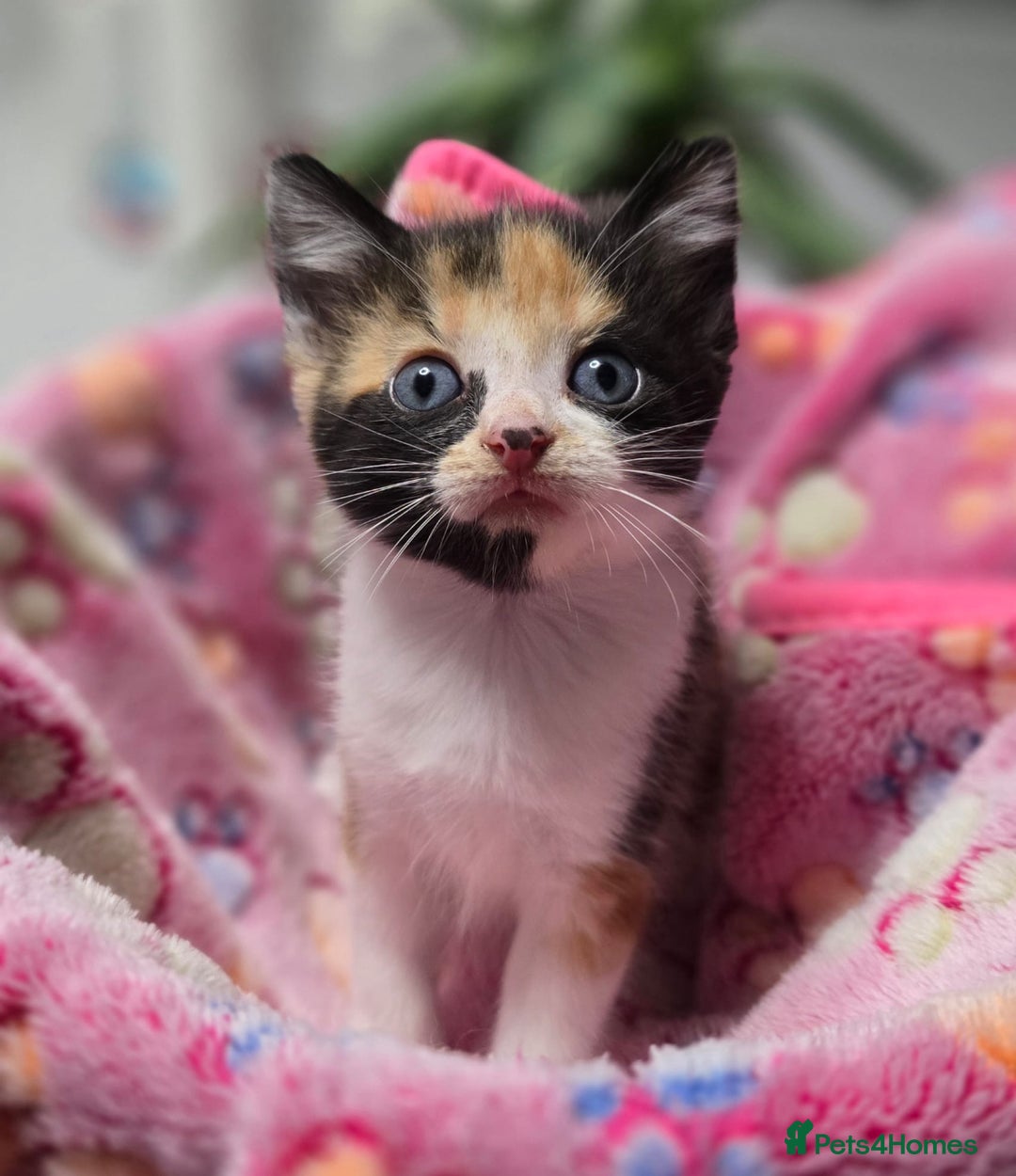 Mixed Breed cats for sale: 5 mixed kittens for sale! - Image 6