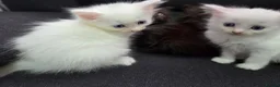 Mixed Breed cats for sale: Maine Coon x Ragdoll Kittens - Advert 28