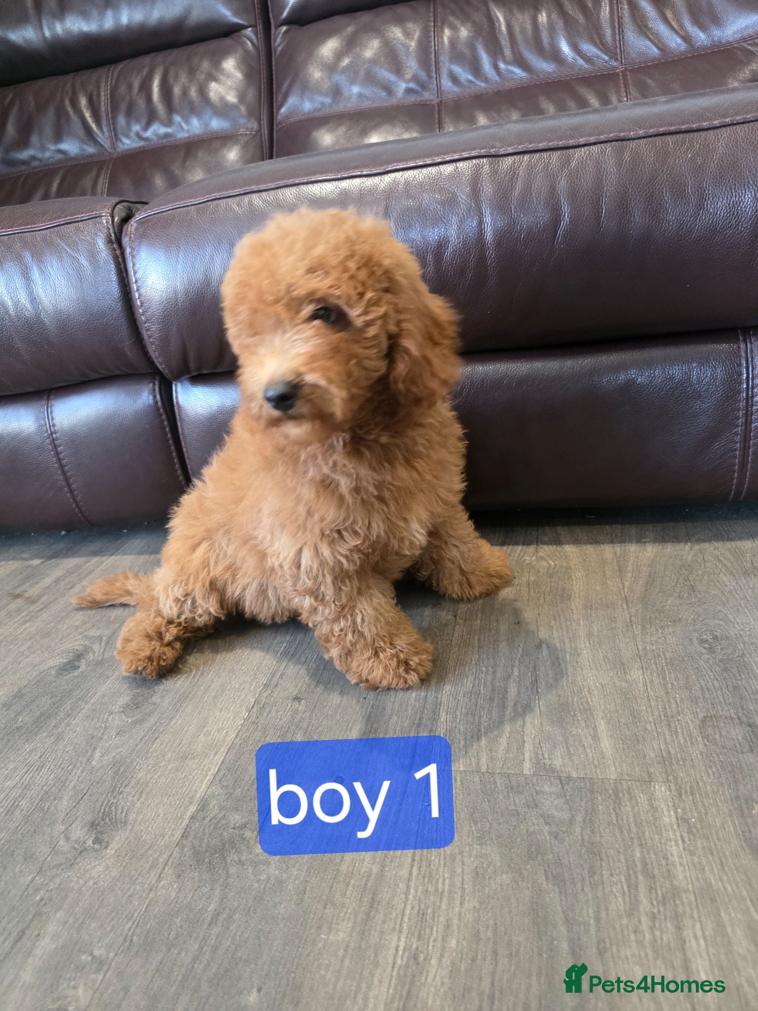 Labradoodle dogs Adorable F1B Labradoodle Pups 🐾🩷 - Advert 1